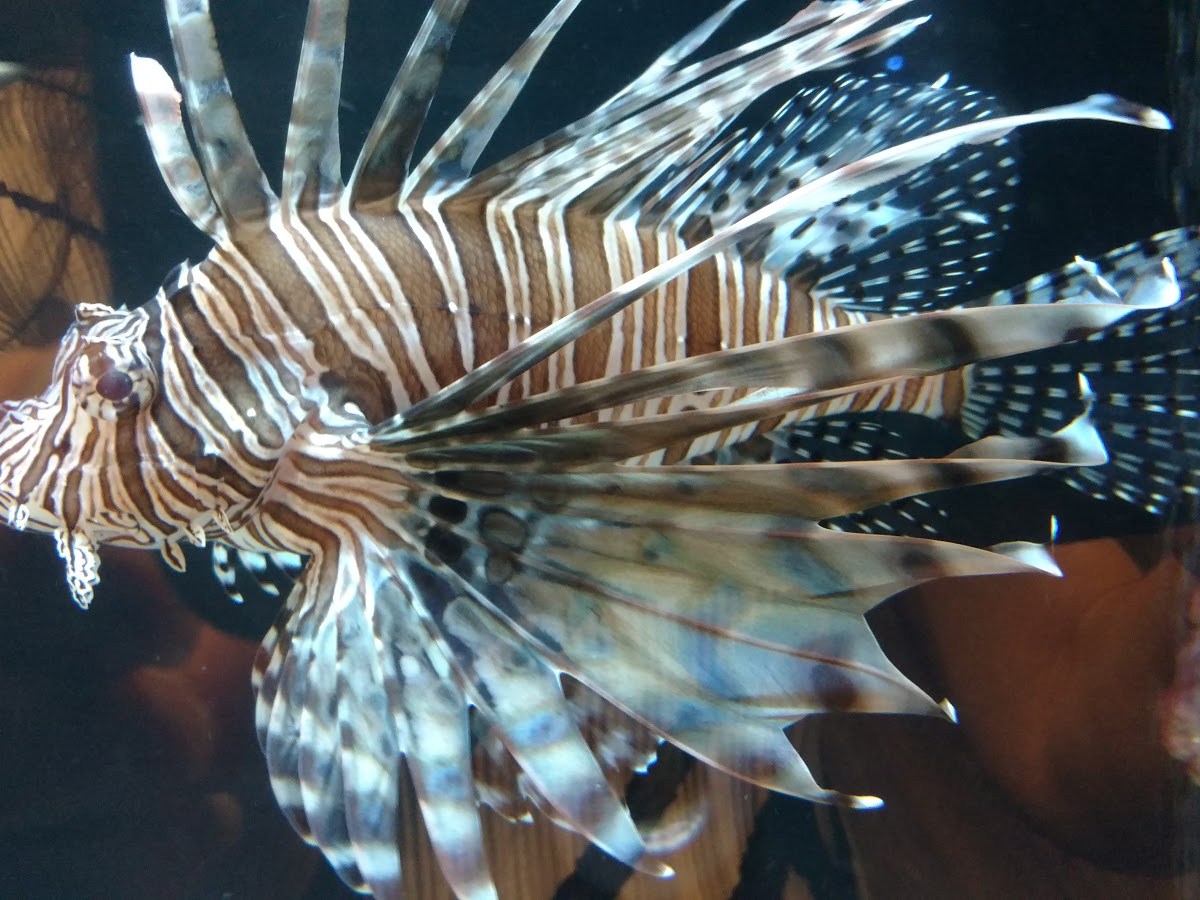 Gumbo Limbo Nature Center – Boca Raton,&nbsp;Florida